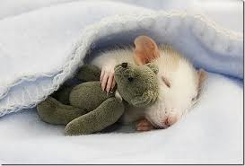 Image result for sleeping hamsters