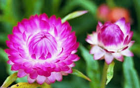 Kết quả h&igrave;nh ảnh cho hoa đẹp c&aacute;c lo&agrave;i