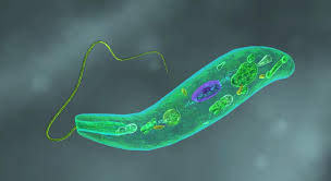 Hasil gambar untuk euglena viridis