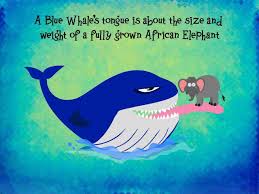 Image result for Tongue of the blue whale’