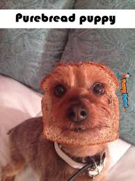 Image result for Animal Meme