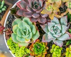 Image of various succulent plants