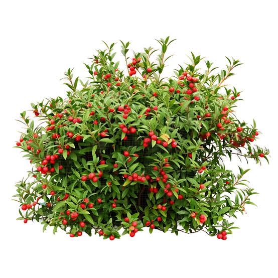 صورة نبات : الغرقد ، الغردق، السخنون