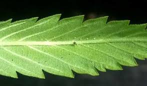 Résultat de recherche d'images pour "cannabis leaf"