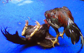 Hasil gambar untuk ayam bangkok