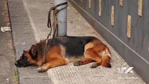 Trend Google: adrano