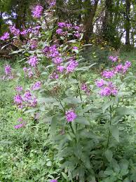 Image result for ironweed plant