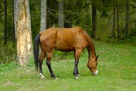 Image result for HORSE