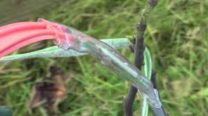 Résultat de recherche d'images pour "burying fig trees"