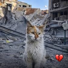 Stop scrolling for a second…🥺 Look into its eyes. 👀 That's ...