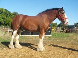 Image result for clydesdale horses