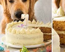 dog birthday cake made with chicken and vegetablesの画像