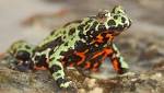  Frog-Killing Fungus Found to Have Origins on Korean Peninsula