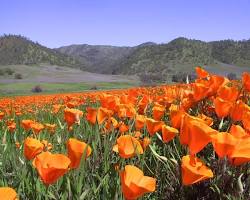 Image of Humboldt County poppy fields