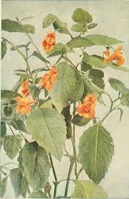 Image result for jewelweed