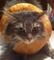 Bildergebnis für cat bread