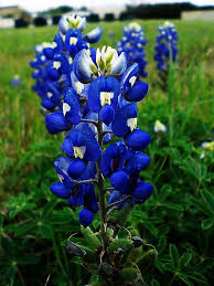 Image result for state bird and flower texas