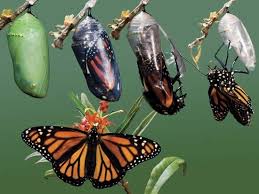 Image result for metamorphosis meaning