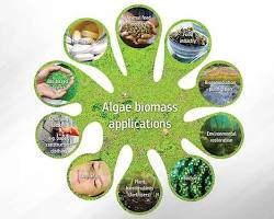 AlgaeBased Products