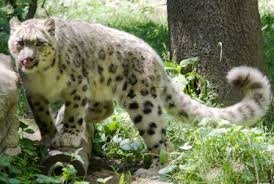 Résultat de recherche d'images pour "snow leopard biting tail"