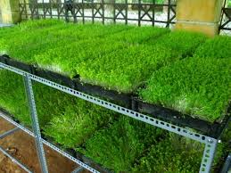 Image result for RAU MẦM CẢI XANH