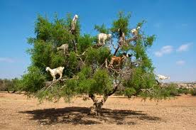 Image result for goat tree