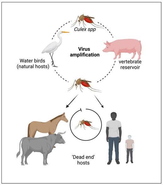 Japanese Encephalitis Virus: An Update on the Potential ...