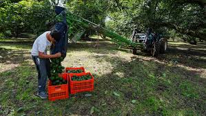 Huelga de pequeños productores recorta los envíos de aguacate mexicano a Estados Unidos