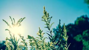 ☀️ Cape Town Weather: Sunshine Galore! Is the Heatwave Finally Here? - Imagen principal del artículo