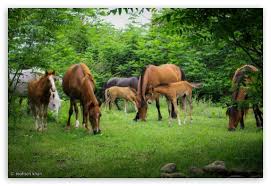 Image result for IRAN HORSES