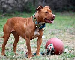 American Pit Bull Terrier dog