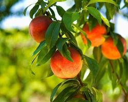 Image of Orange Tree Texas