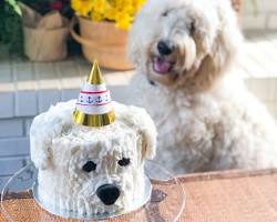 family celebrating a puppy's first birthdayの画像