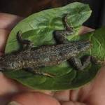  Woman says store-bought lettuce had a 3-inch lizard in it