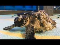 Removing Barnacles from Sea Turtles!! VERY SATISFYING!! | Removing Barnacles from Sea Turtles!! VERY SATISFYING!! | By Relief AnimalsFacebook