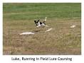 Lure coursing - , the free encyclopedia