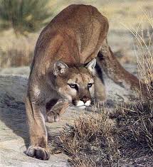 Resultado de imagen para animales salvajes PUMA
