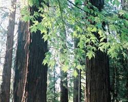 Image of Redwood forest in Big Sur