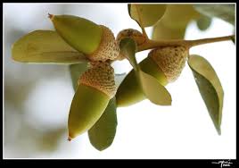 Resultado de imagen de flora de extremadura