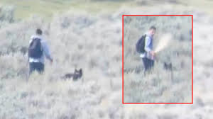 yellowstone wolf approaching hiker video