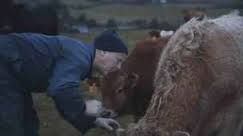 Image result for "ringworm in cattle"