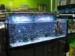 Acquario 500 litri - Annunci in tutta Italia - Kijiji: Annunci di 