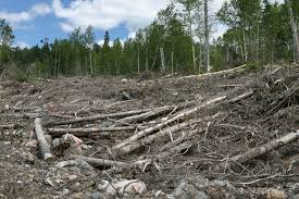 Resultado de imagen para THE WORST PICTURES ABOUT FOREST DEVASTATION