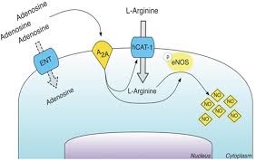 英和画像辞典：(adenosine)の関連画像一覧！