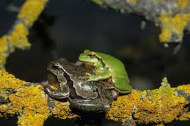 Resultado de imagen para Hyla arborea