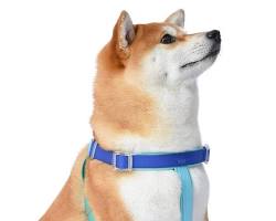 dog wearing a stylish collar and harnessの画像