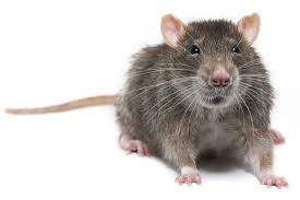 Image result for rat images