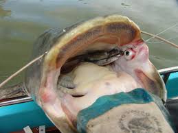 Image result for wels catfish