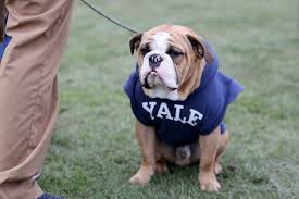 Yale vs Cornell: Ivy League Football Season Kicks Off