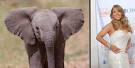 Petition: Mariah Carey: Don t Traumatize Baby Elephants and White